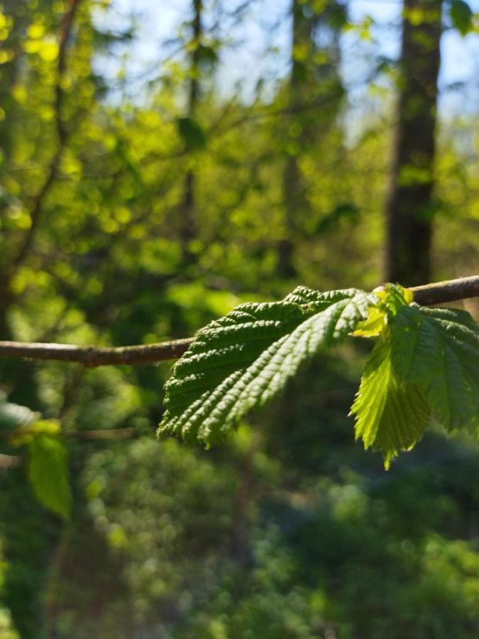 BiałowieżaPrzy Lesie别墅 外观 照片