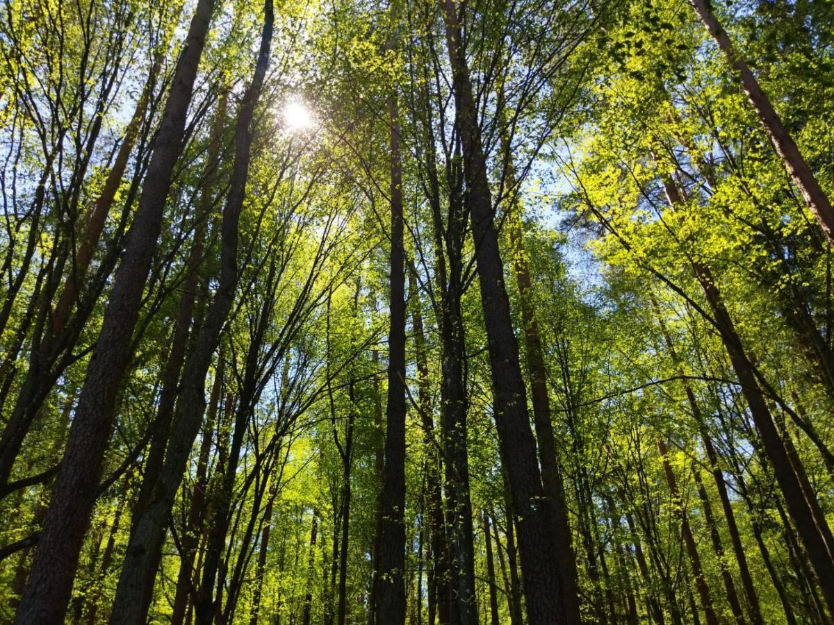 BiałowieżaPrzy Lesie别墅 外观 照片